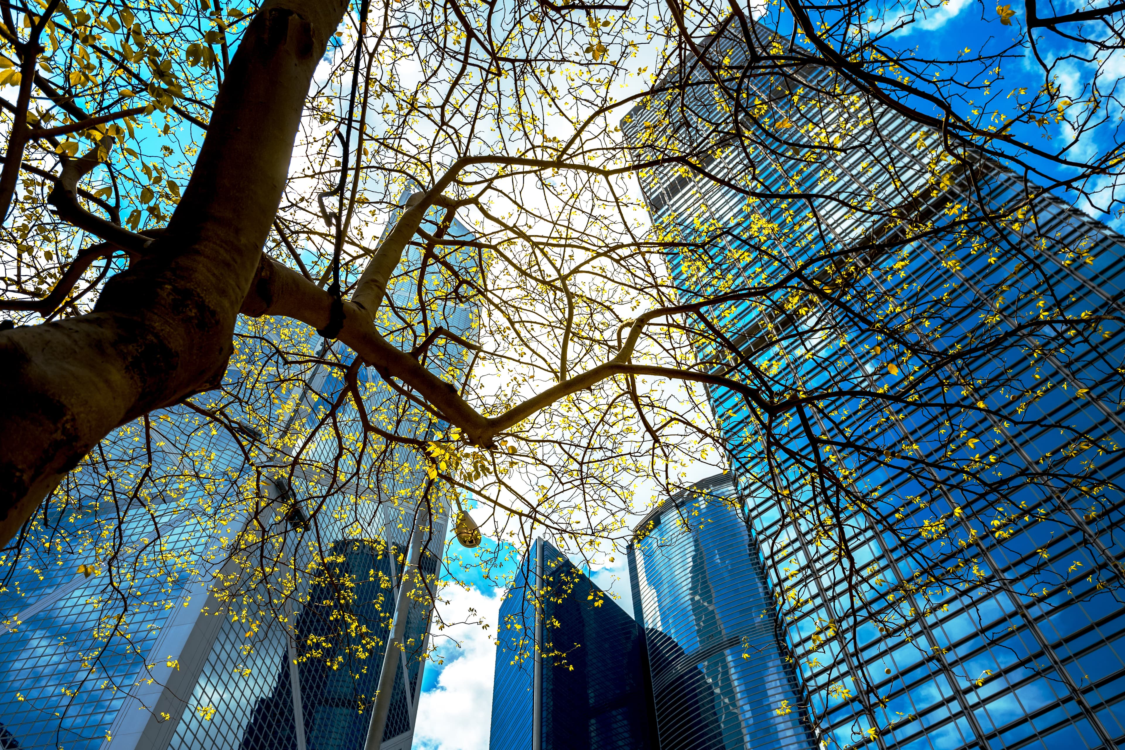 A view looking up through tree branches at modern glass skyscrapers